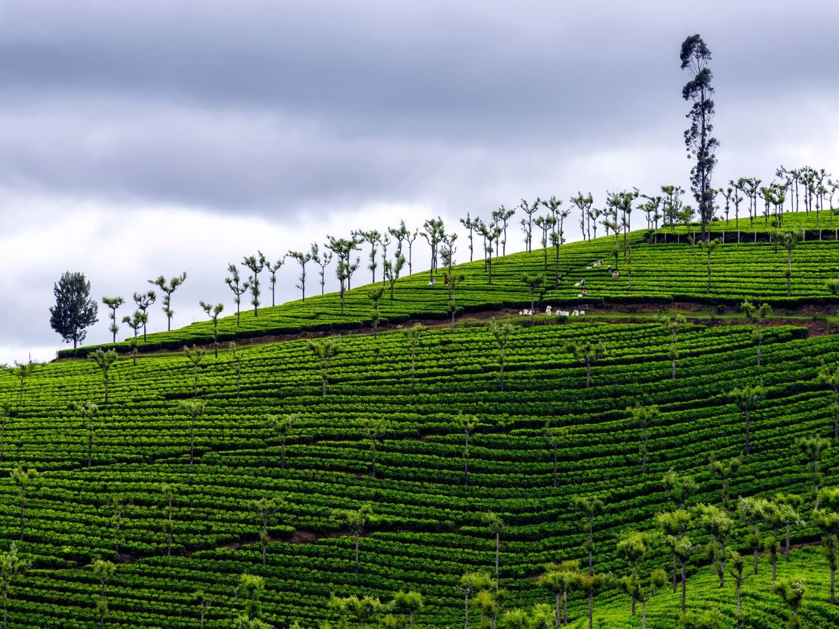 Tea Estate View Point Ooty